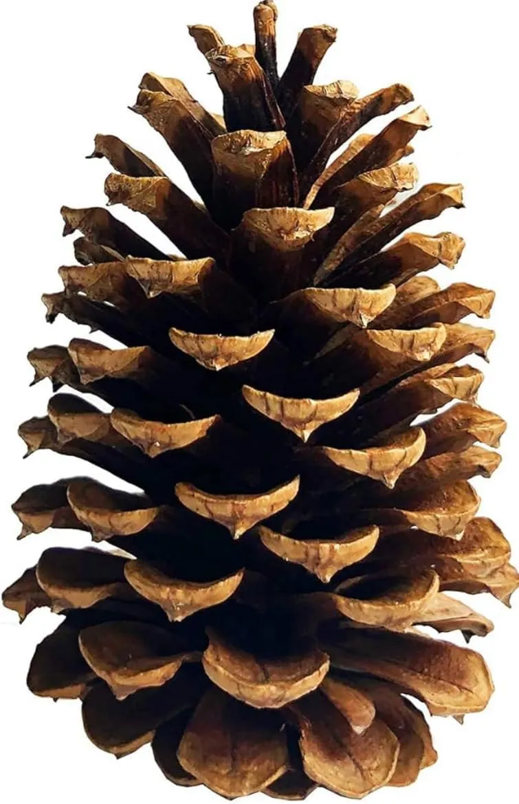 12 Large Pine Cones 4" to 6" Tall for Decorating, Perfect for Crafting, Home and Event Decorating, All Natural Unscented, Hand Harvested. Perfect for Classrooms, Zoos, and Office Decorations.