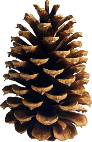 12 Large Pine Cones 4" to 6" Tall for Decorating, Perfect for Crafting, Home and Event Decorating, All Natural Unscented, Hand Harvested. Perfect for Classrooms, Zoos, and Office Decorations.